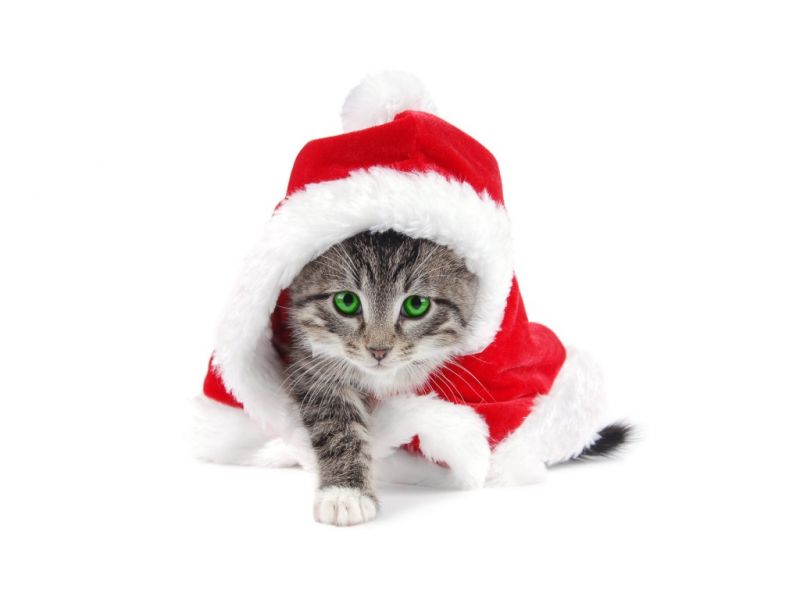 Кот в костюме Санта Клауса