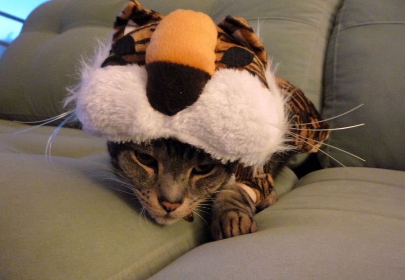 Полосатый кот в костюме тигра