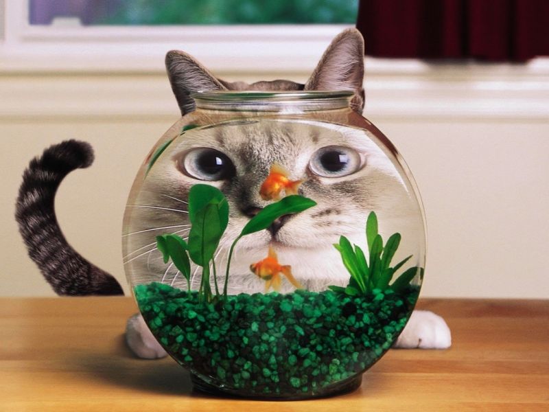 Серый кот рассматривает аквариум