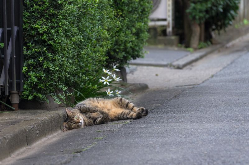 Кот лежит на дороге под цветами