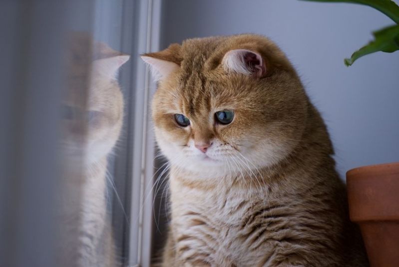 Мохнатый милый кот смотрит в окно