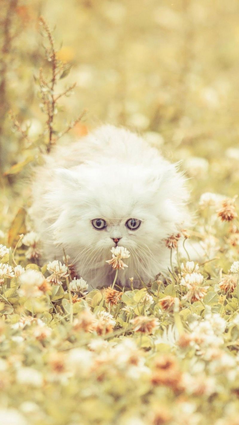 Пушистый рыжий котенок сидит среди цветов