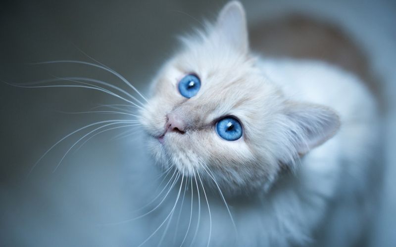 Пушистая белая кошка с большими голубыми глазами