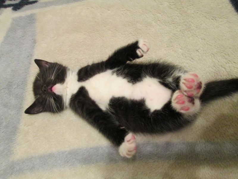Черно-белый котенок спит на спине, вытянув лапы