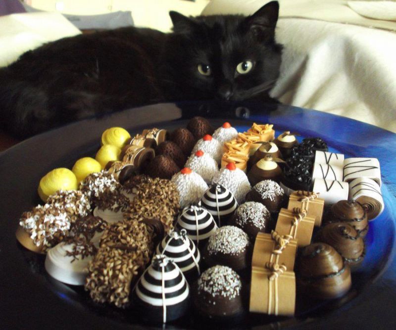 Черный кот около тарелки конфет