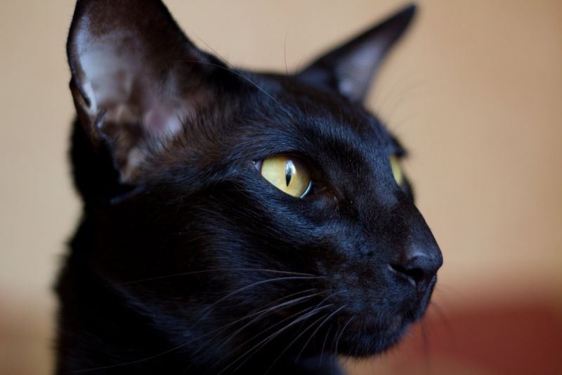 Ориентальные котик и кошечка черного окраса