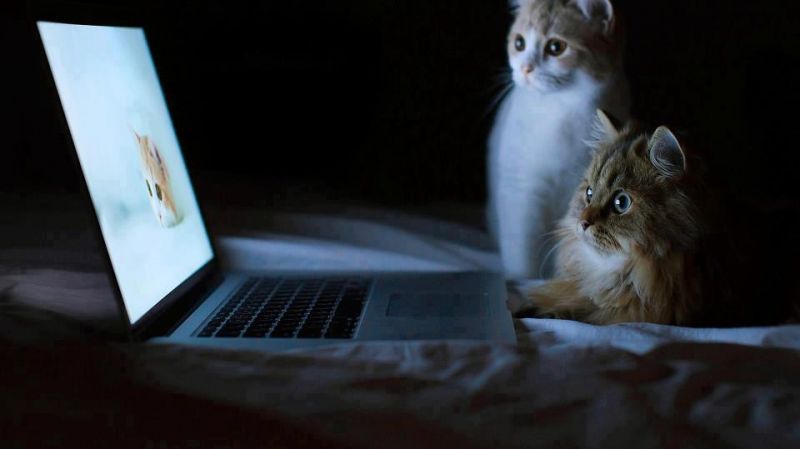 Два кота смотрят свои фото на ноутбуке