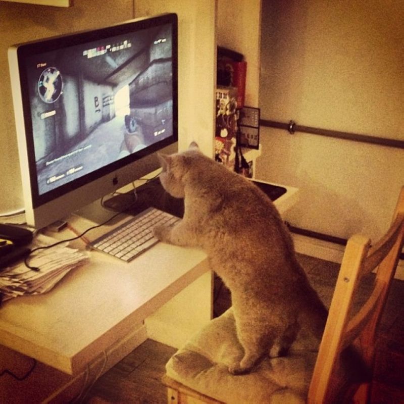Кот играет на компьютере