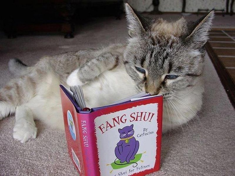 Кот читает книгу про кошек