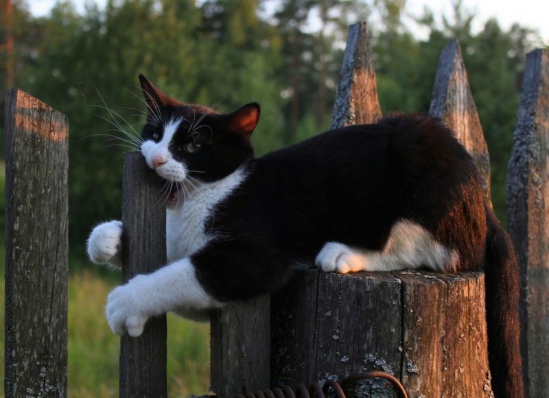 Кот грызет забор