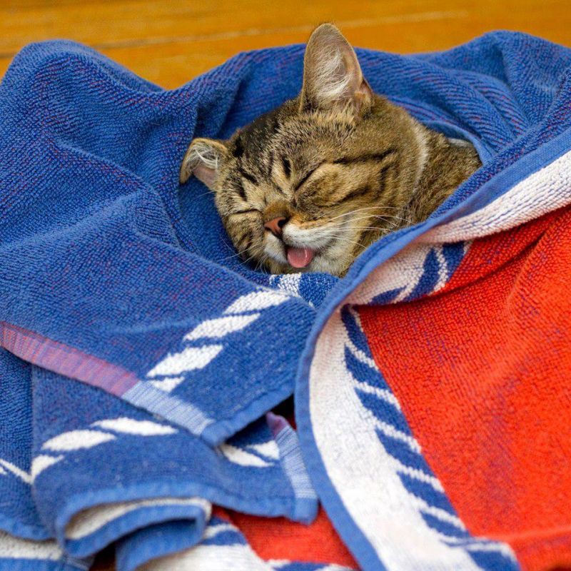Кот спит, укутавшись одеялом и высунув язык