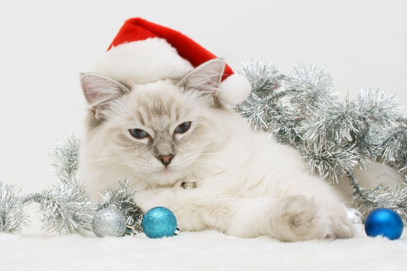 Кот в новогодней шапке среди мишуры и шаров