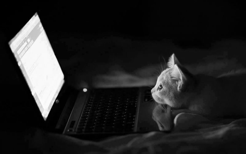 Котенок читает почту с ноутбука