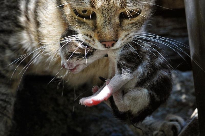 Мама-кошка несет новорожденного котенка
