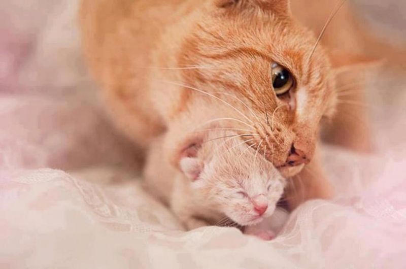 Рыжая кошка берет новорожденного котенка