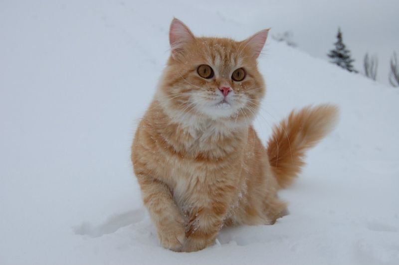Рыжий кот гуляет по заснеженному холму