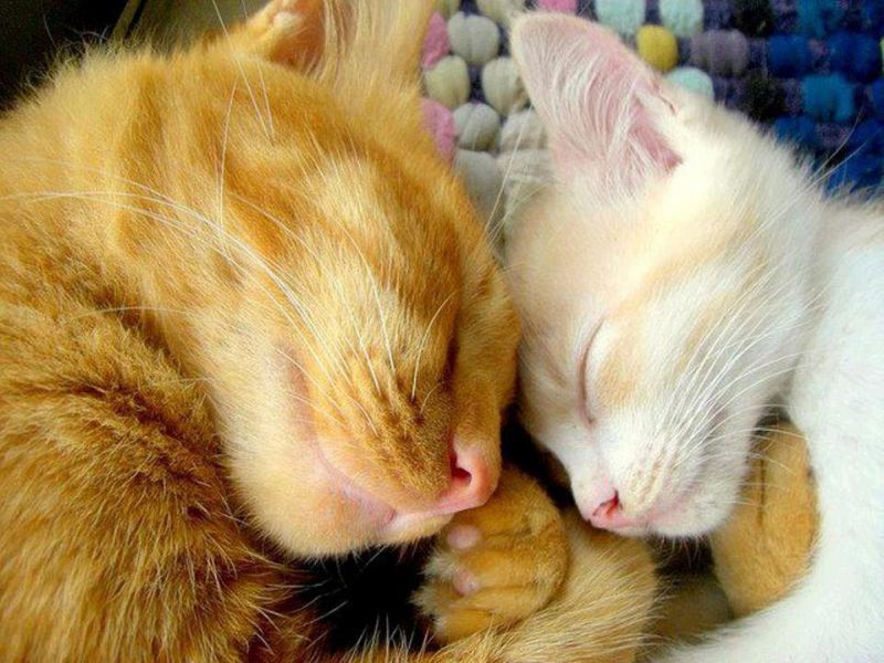 Рыжий кот и котенок мило спят рядом на коврике