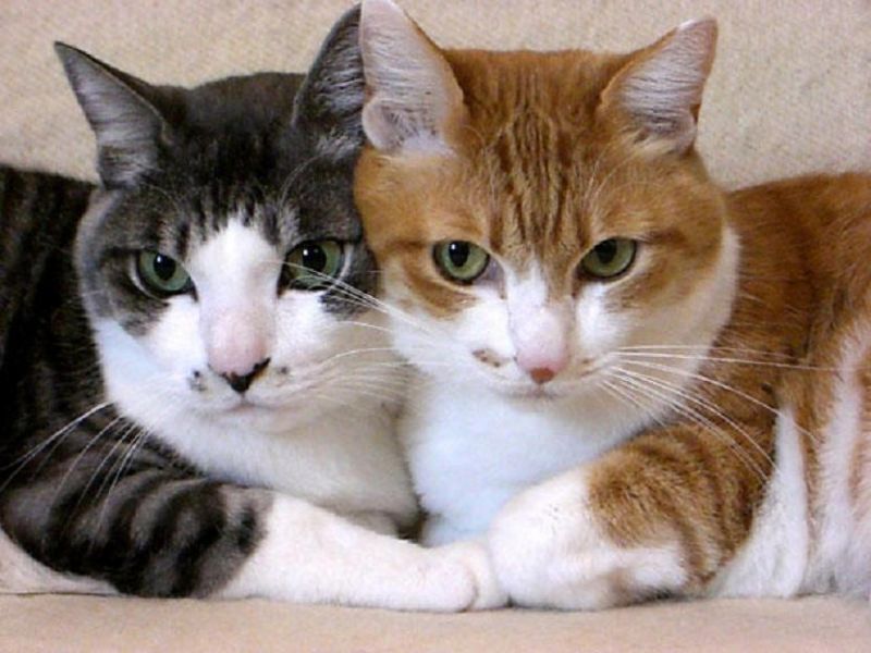 Серая и рыжая кошка лежат на диване прижавшись