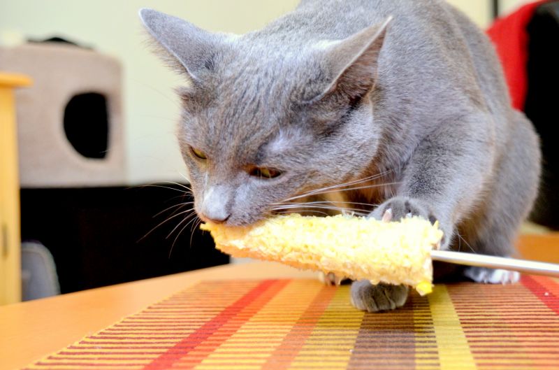 Серый кот ест кукурузу на палочке