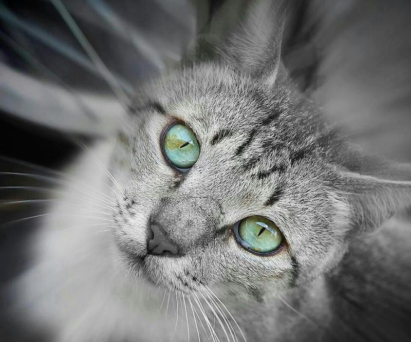 Серый кот с бирюзовыми глазами