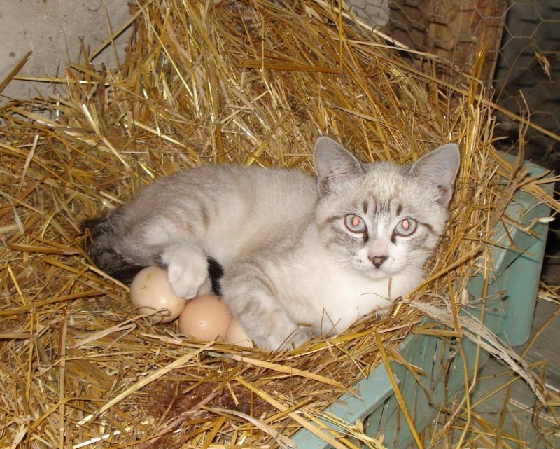 Серый кот высиживает куриные яйца в гнезде