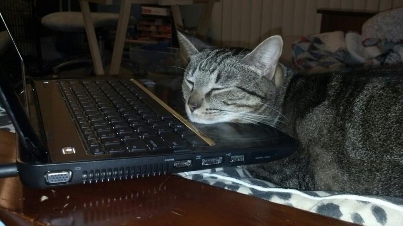 Серый полосатый кот положил подбородок на ноутбук