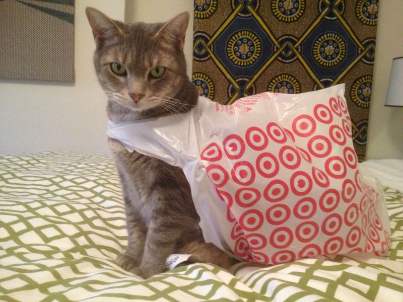Серый полосатый кот в полиэтиленовом пакете