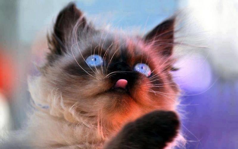 Сиамский котенок с голубыми глазами высунул язык