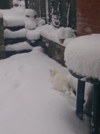 najdi-kota--sneg~0.jpg