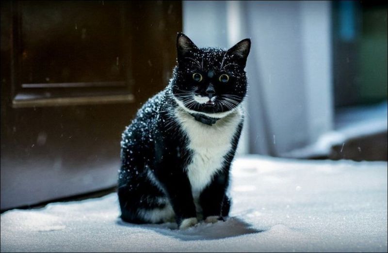 Чёрно-белый удивлённый кот под снегом