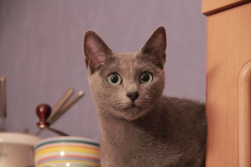 Удивлённая серая короткошерстная кошка сидит на кухне