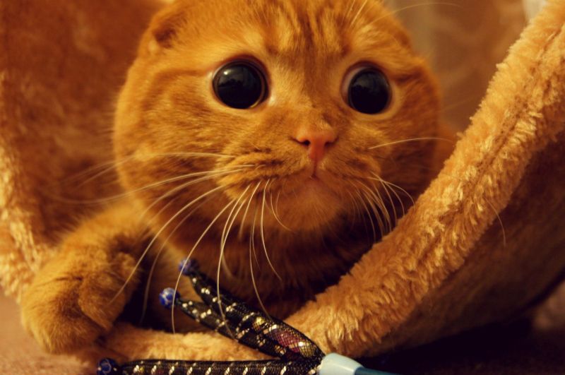 Рыжий кот с огромными глазами