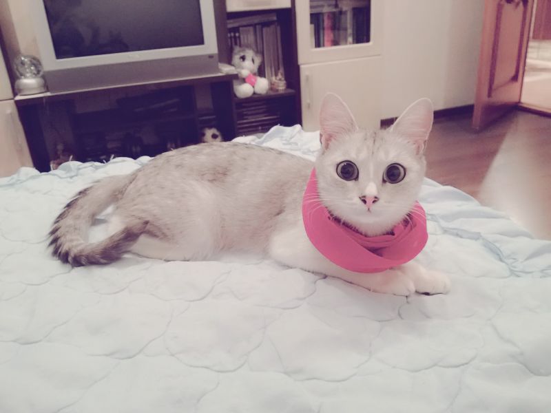 Кошка с большими глазами в розовом шарфике