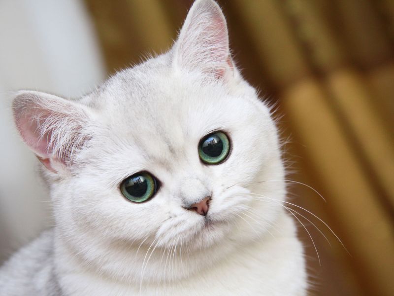 Красивый белый кот с большими грустными глазами