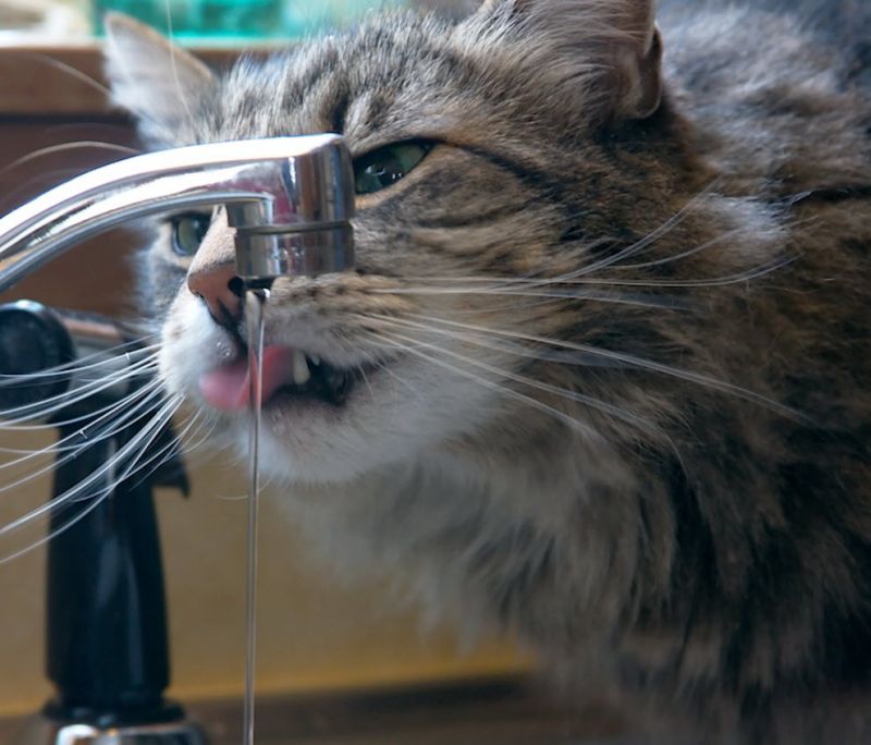 Пушистый кот пьёт воду из под крана