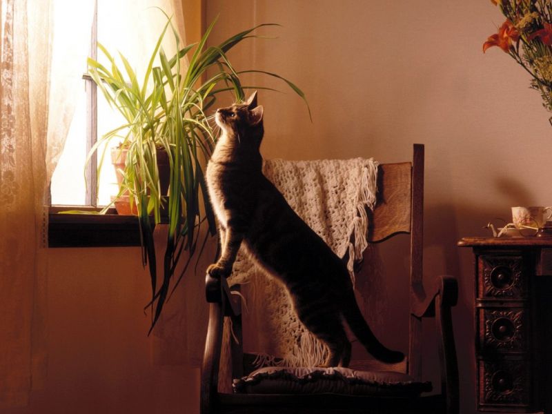 Кот выглядывает в окно со стула