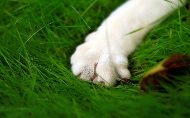 Белая кошачья лапа водит когтями по траве