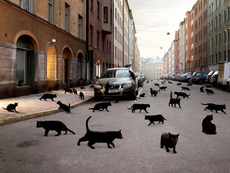 Множество черных кошек на улице