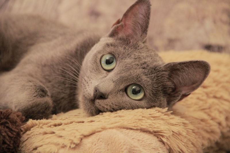 Серый кот с удивленными глазами лежит на диване